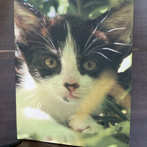 Notitieboekje Stille tijd kitten in het bos