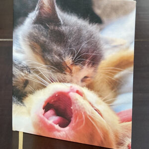 Notitieboekje Stille tijd spelende kittens