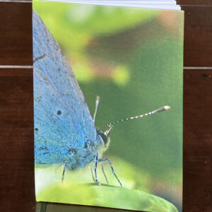 Notitieboekje Stille tijd Vlinder Blauwtje